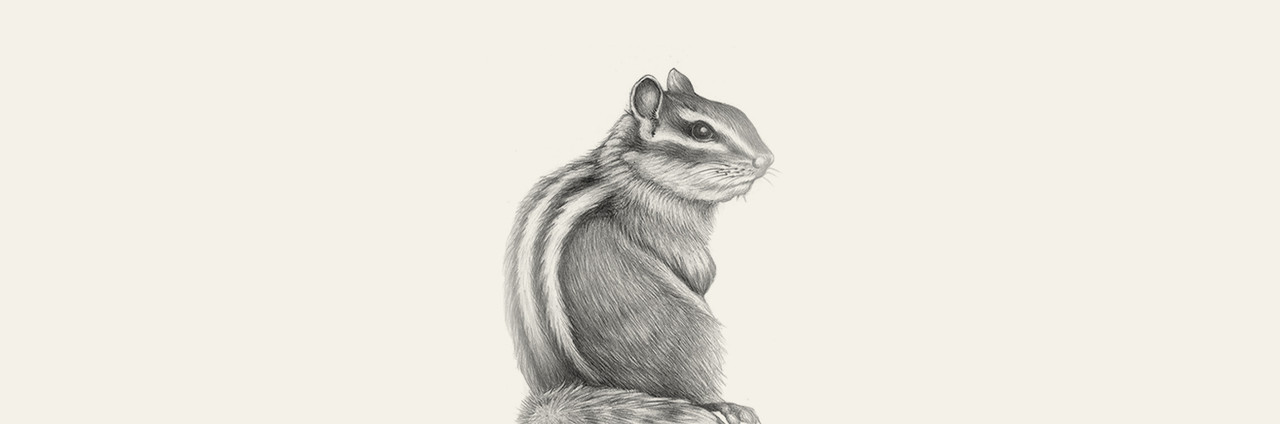 Chipmunk