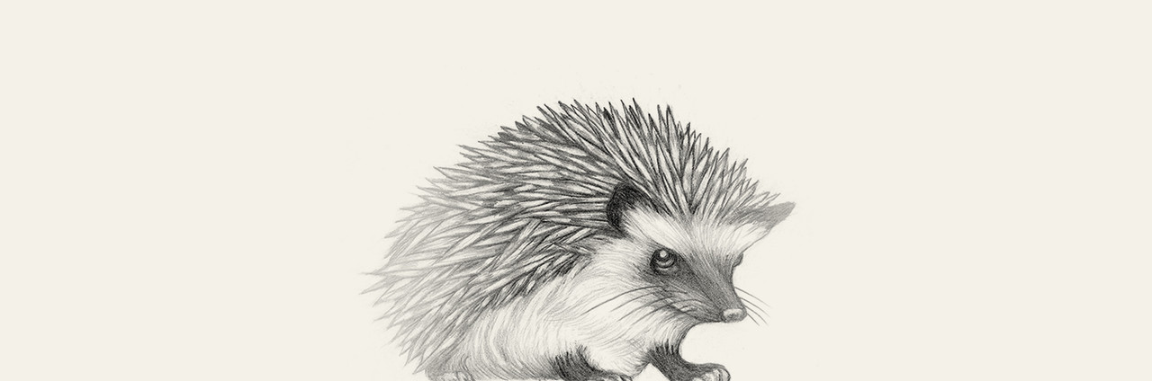 Hedgehog