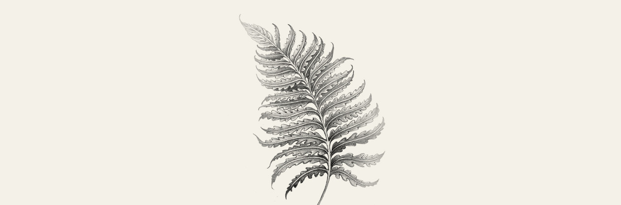 Fern