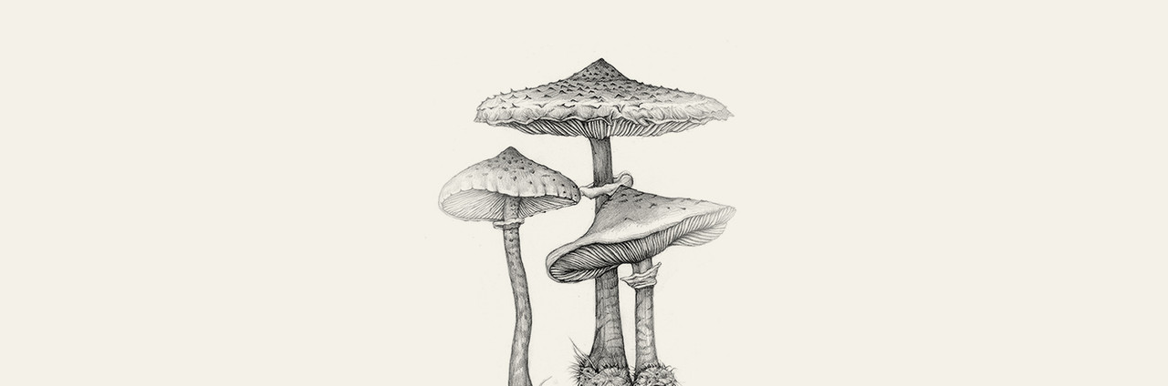 Mushroom