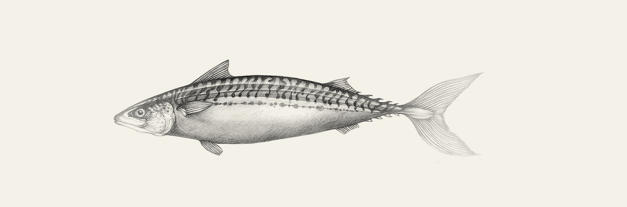 Mackerel