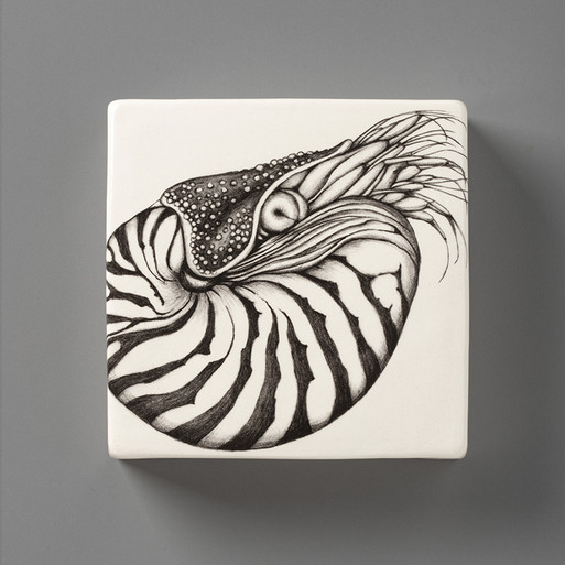 Wall Box: Nautilus Shell - Laura Zindel Design