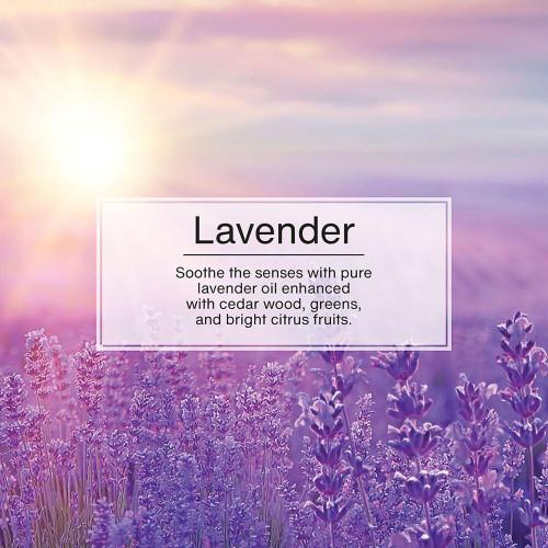 Little Trees U1P10435  Car Air Freshener Lavender Scent - Single Tree per Package Image 4