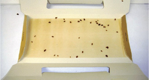 Intruder 21000  The Better Insectrap - 4 Traps per Package Image 4