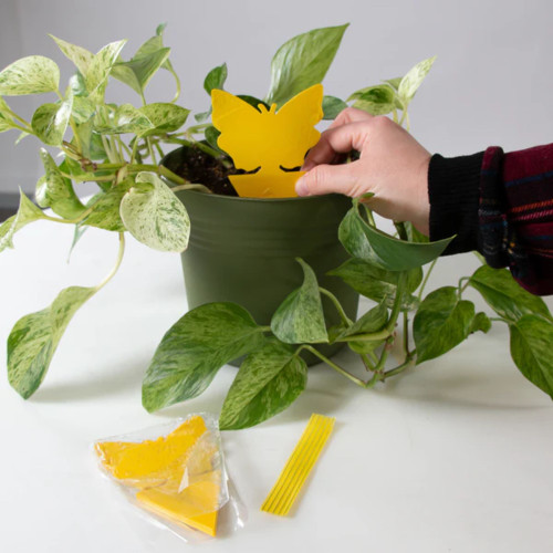 Intruder 21085  The Better Bugtrap for Plants with Hangties 10 Pack Image 4