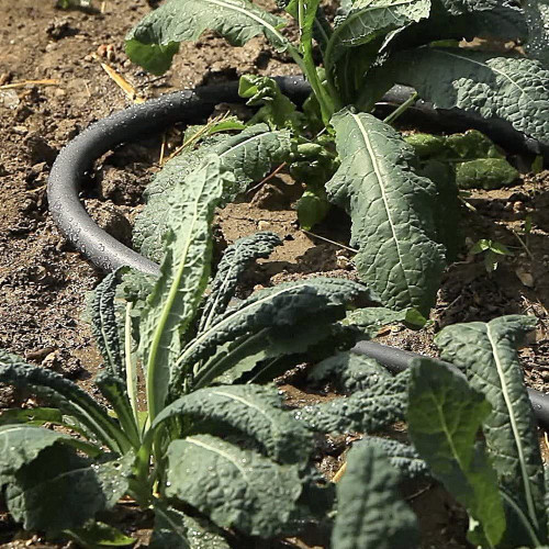 Gilmour 827501-1005  5/8" x 50' Soaker Hose Image 3