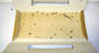 Intruder 21000  The Better Insectrap - 4 Traps per Package Image 4