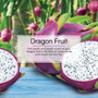Little Trees U3S30397  Car Air Freshener Dragon Fruit Scent - 3 Trees per Package Image 4