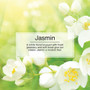 Little Trees U3S32033  Car Air Freshener Jasmine Scent - 3 Trees per Package Image 4