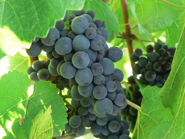 The Flourishing Grapes of Enotria Wines Vineyard