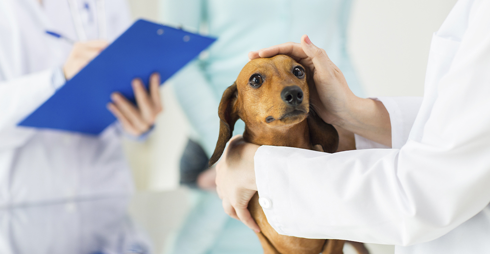 IMAGEN VETERINARIA 2