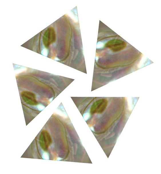 Exotics Pearl Abalone Red Abalone Inlay Material