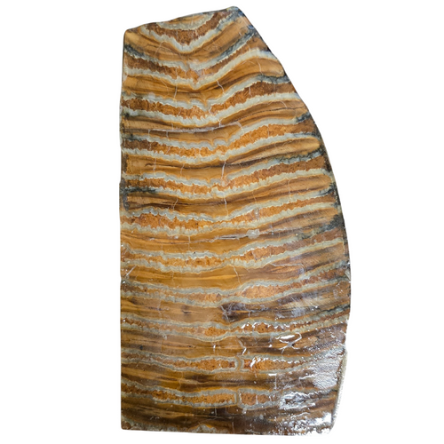 Mammoth Tooth Piece 4 7/8 x 2 5/8 x 5/16 #2
