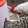 Poultry Feeder 1.5kg