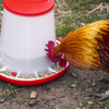 Poultry Feeder 3kg - Pack of 3