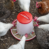 Poultry Feeder 6kg - Pack of 2