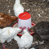 Poultry Feeder 6kg - Pack of 2
