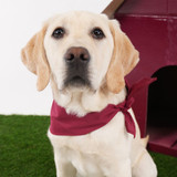 Wine Embroidered Pet Bandana