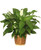 The peace lily plant brings peace and harmony to any space. These plants thrive in shady areas and tolerate fluorescent lights, making them perfect for experienced or newbie plant owners. Give this plant as a gift to convey hope and love. Choose one of our two sizes for delivery: 8" (DLX), 10" (PREM).

Copyright content provided by FlowerShopNetwork.com