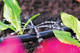 Hozelock 2787 End of Line Adjustable Mini Sprinkler FTB6106 5010646040488 Hozelock 2787 End of Line Adjustable Mini Sprinkler FTB6106 5010646040488
