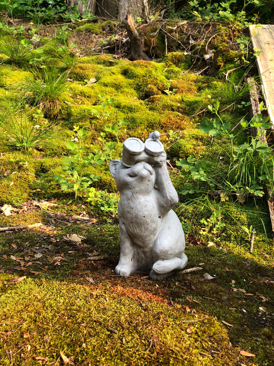 Cat with binoculars