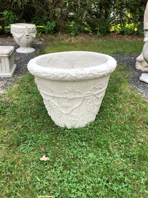Grape vine  Pot