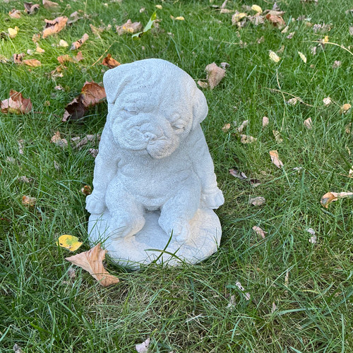 French Bulldog Sitting