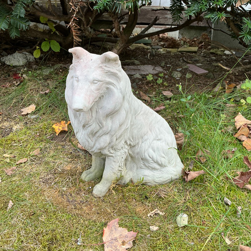 Border Collie Sitting