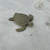 Small Sea Turtle