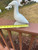 Desk Goose 9.5'' Tall