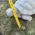 Lg. Turtle