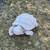 Lg. Turtle