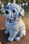 Sm. Shar-Pei