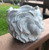 Lion Head Planter