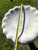 Fern Leaf BB