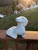 Sitting Dachshund