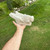 Grasshopper