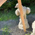 eagle 23'' Tall