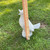 Talking Bird