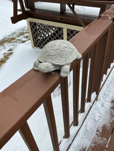 Turtle Fancy Shell