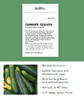 Burpee Best Zucchini Summer Squash Seeds 20 seeds