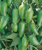 Burpee Early Hot Non-GMO Planting | Heirloom Jalapeno Pepper Variety | Certified Vegetable Home Garden, 125 Organic Seeds