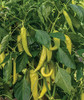 Burpee Blazing Banana Hot Pepper Seeds 25 seeds