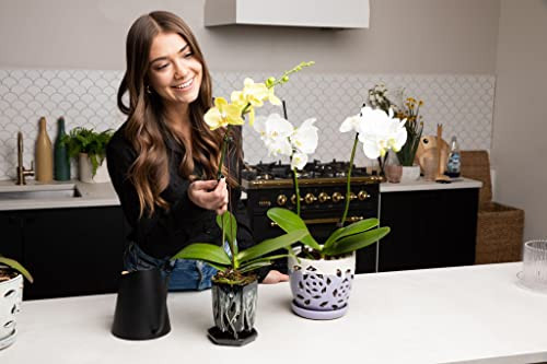 rePotme Phalaenopsis Orchid Mix - Thumbnail 2