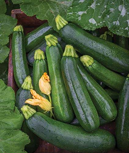 Burpee Zucchini Summer Squash Seeds - Thumbnail 2