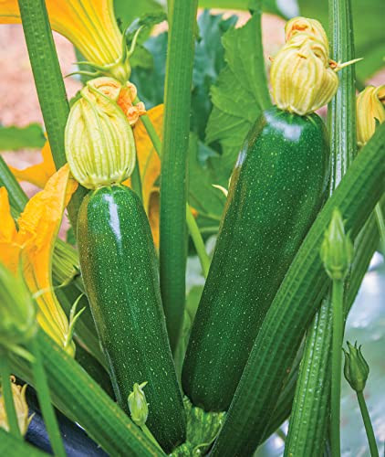 Burpee Zucchini Summer Squash Seeds