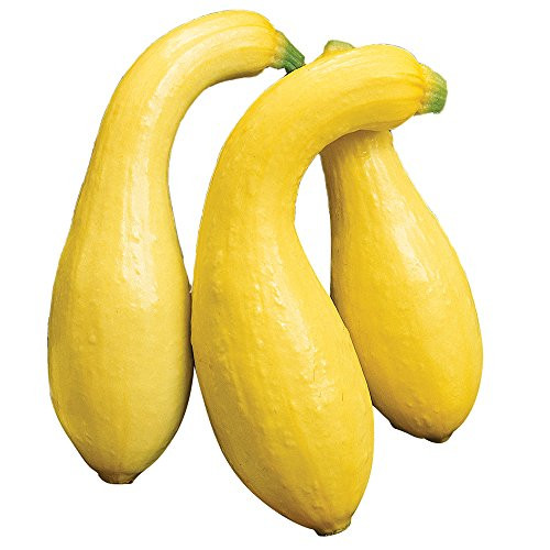 Burpee Crookneck Summer Squash Seeds