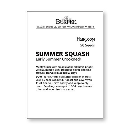 Burpee Crookneck Summer Squash Seeds - Thumbnail 3