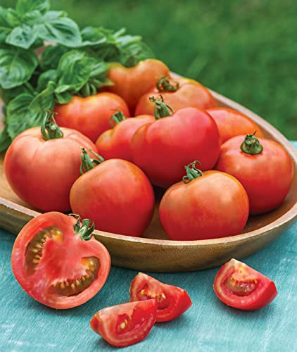 Burpee Bush Early Girl Tomato