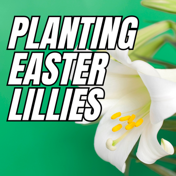 Planting Easter Lillies